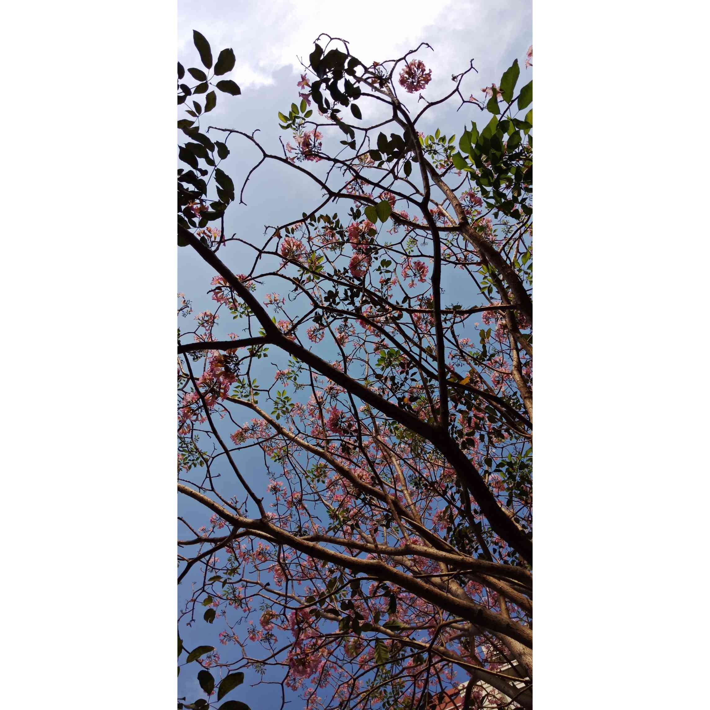 img-user-sakshi-paunikar-549137395740